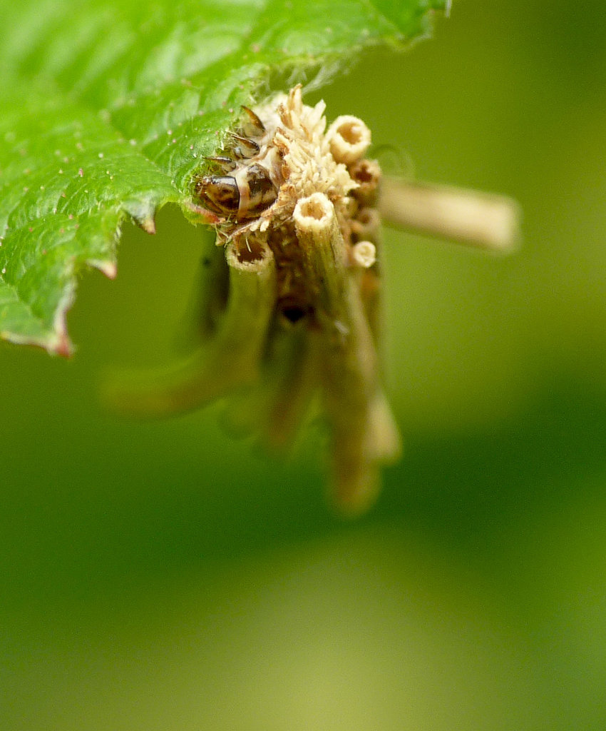 Psyche casta Caterpillar Eating Bramble