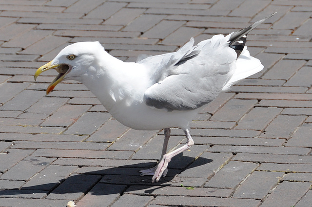 Seagull