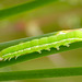 Hebrew Character Caterpillar