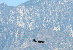 C-47 Flyover (1902)