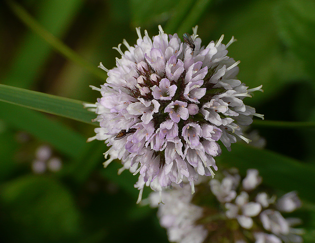 Water Mint