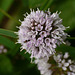 Water Mint