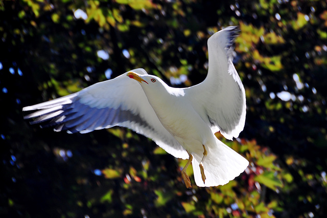 Seagull