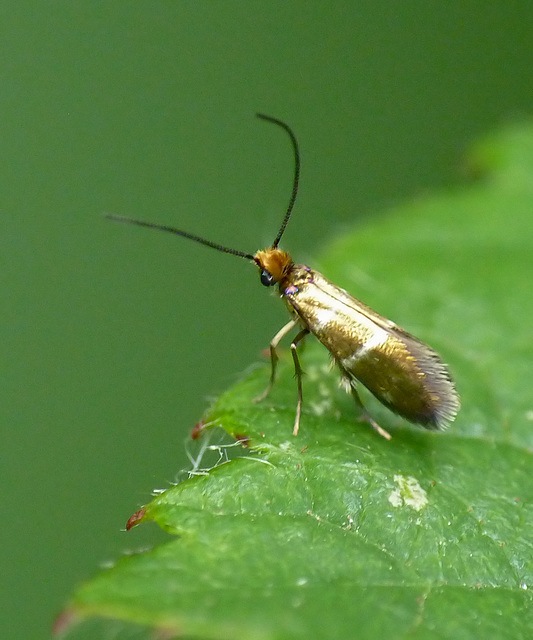 Micropterix aruncella