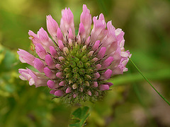 Red Clover