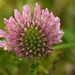 Red Clover