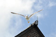 Seagull on the attack