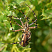 Wasp Spider