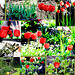 Sunny morning in the Courtyard Garden 5626542765 o