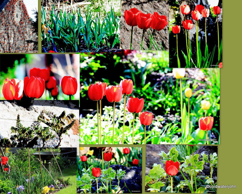Sunny morning in the Courtyard Garden 5626542765 o