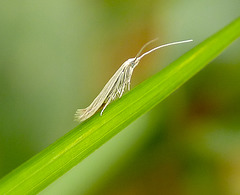 Coleophora betulella