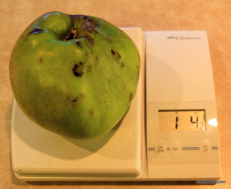 Howgate Wonder apple