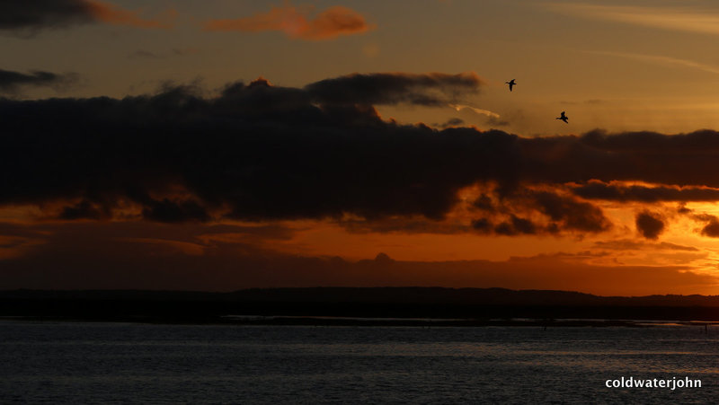 Mallards on their way home at dusk over Shannon Bay