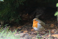 The Orchard Robin sheltering from the gales