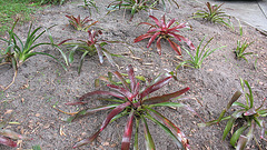 Bromeliad gathering ..