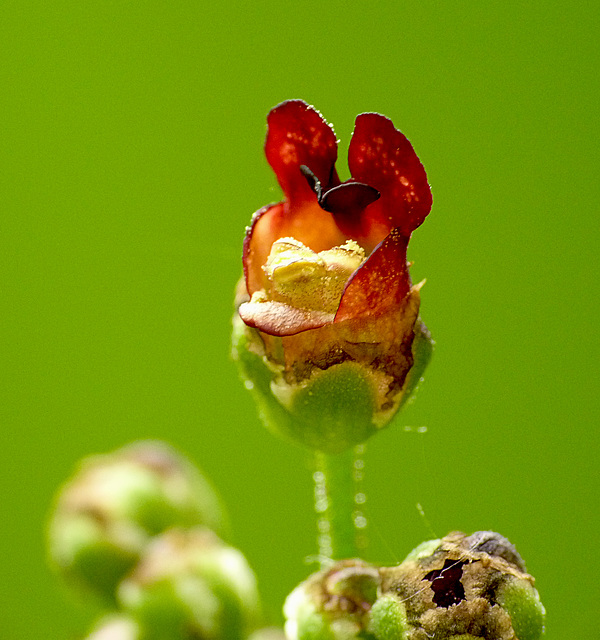 Common Figwort