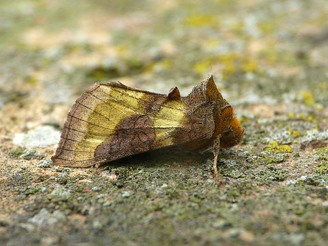 Burnished Brass