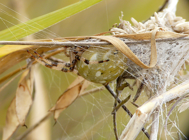 Four-spot Orb Weaver Araneus Quadratus