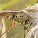 Four-spot Orb Weaver Araneus Quadratus