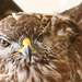 Eagle at Dryburgh