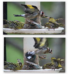 Goldfinch: You eat when I say you eat!