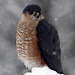Sharp-Shinned Hawk in the Snow