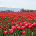 Tulip Fields, Skagit Valley