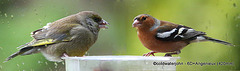 Greenfinch and Chaffinch