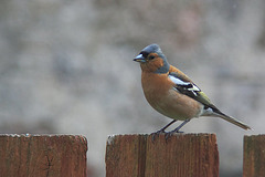 Chaffinch