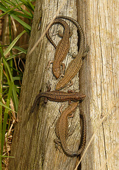 Young Common Lizards