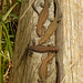 Young Common Lizards