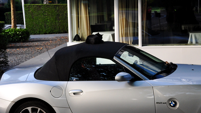 Cat sleeping on a BMW Z3