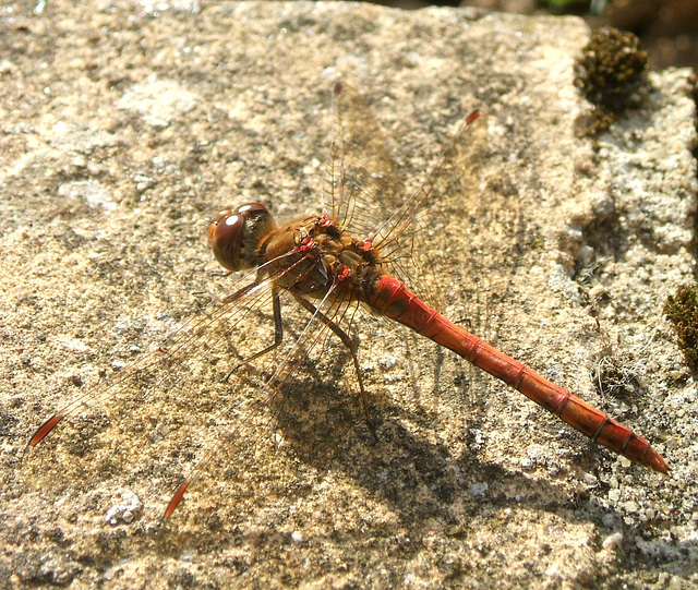 Dragonfly