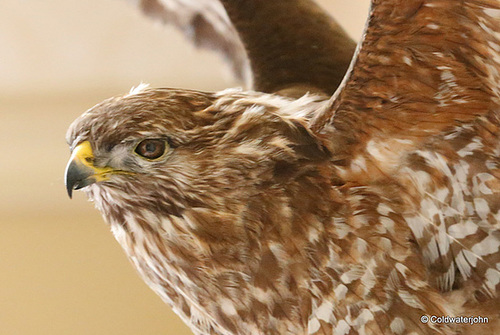 Eagle at Dryburgh