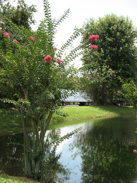 Reflecting in the water..