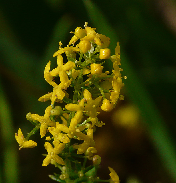 Lady Bedstraw