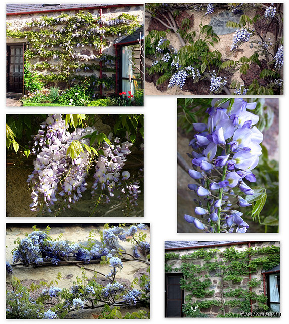 Wisteria 5624131302 o