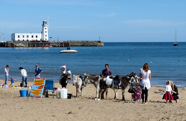 Donkey Rides