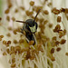 White-faced Bee