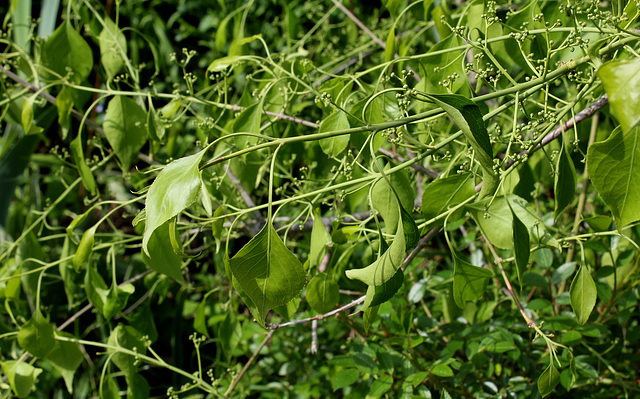 Euonymus bungeanus pendulus