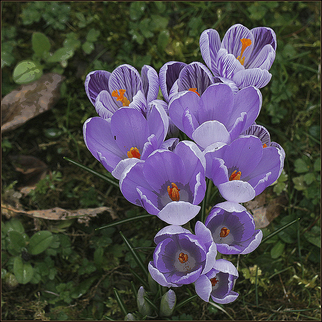 Vol au dessus d'un nid de crocus...