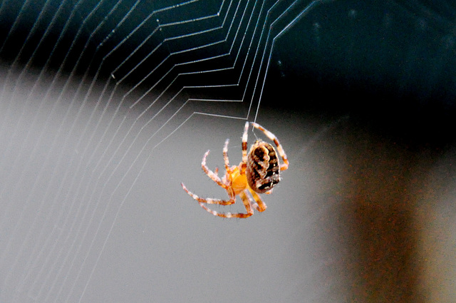 Spider building a new web