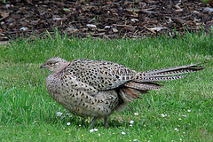 Hen Pheasant