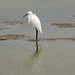 Little Egret