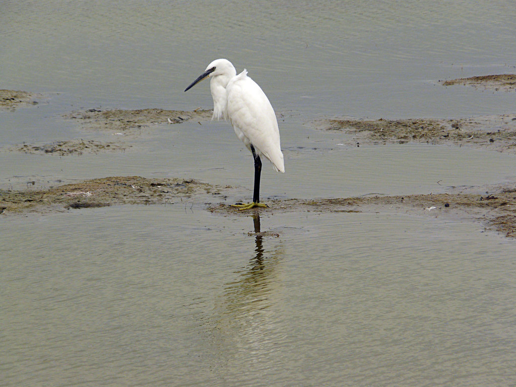 Little Egret