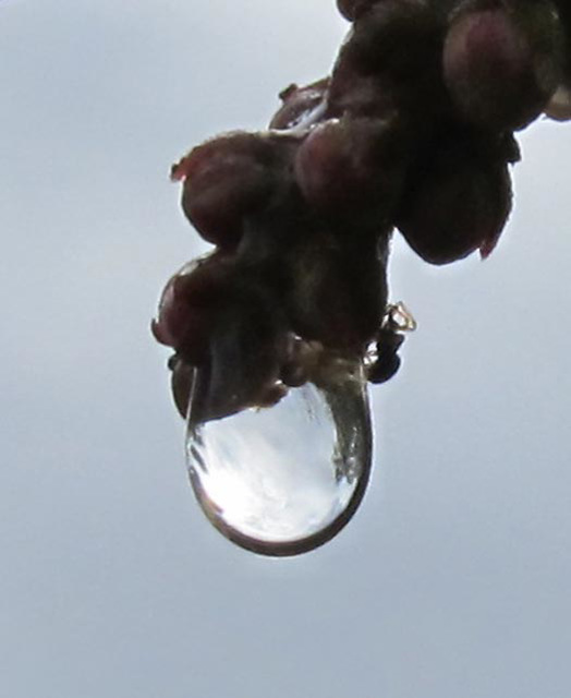 droplet