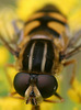 Hover Fly Macro