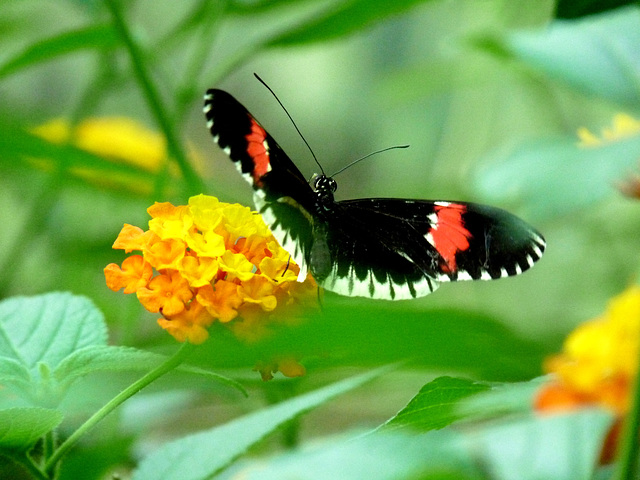 Unidentified Butterfly