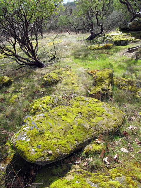 Moss-Covered Boulders