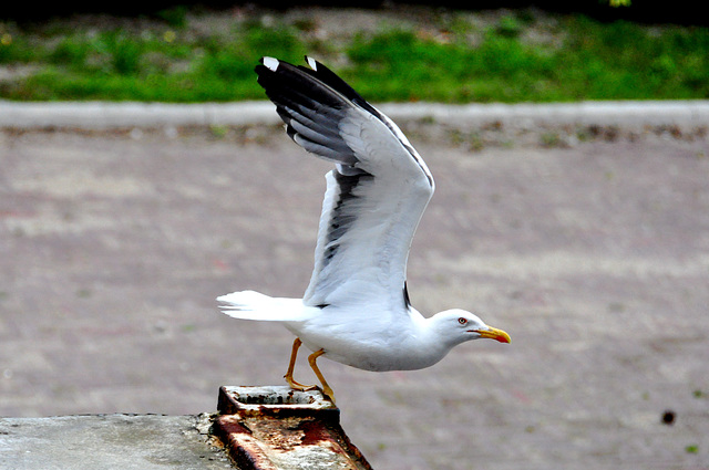 Gull Airlines flight 51 ready for take-off